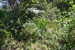 Pteridium latiusculum japonicum