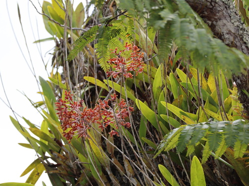 Laelia marginata, photograph 3