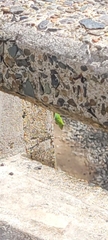 Anolis evermanni