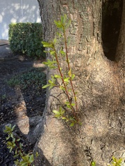 Litsea rotundifolia