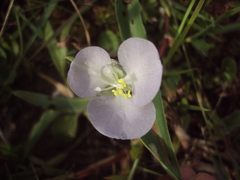 Commelina platyphylla