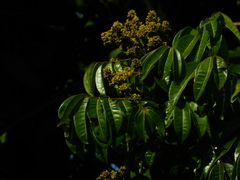Burseraceae