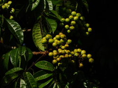 Burseraceae