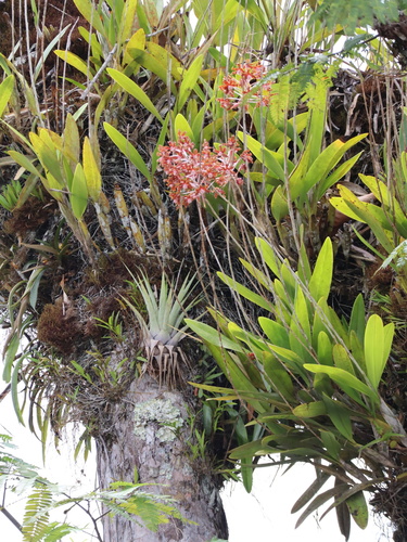 Laelia marginata, photograph 4