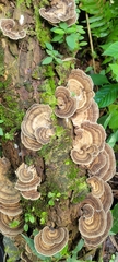 Trametes menziesii