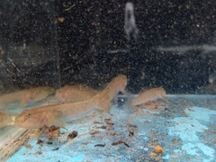 Padogobius nigricans