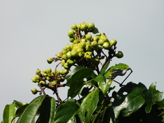 Burseraceae