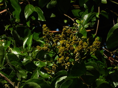 Burseraceae