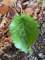 Bergenia crassifolia