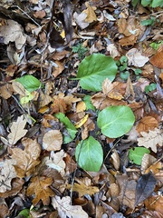 Bergenia crassifolia