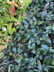Trachelospermum