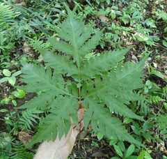 Tectaria angelicifolia