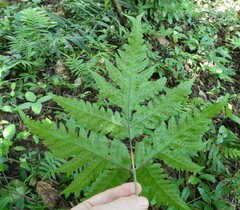 Tectaria angelicifolia