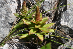 Orostachys maximowiczii