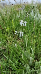 Stachys nigricans