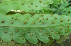 Tectaria angelicifolia