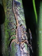 Lychas scutilus