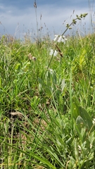 Stachys nigricans