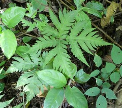 Tectaria angelicifolia