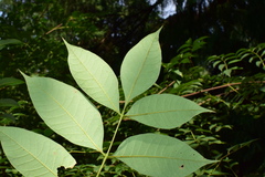 Phellodendron amurense