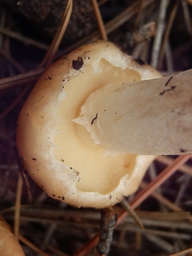 Suillus occidentalis