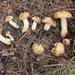 Suillus occidentalis - Photo (c) pinonbistro,  זכויות יוצרים חלקיות (CC BY-SA), הועלה על ידי pinonbistro