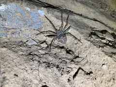 Araneus cavaticus