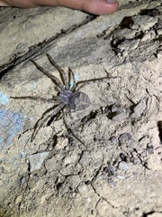 Araneus cavaticus