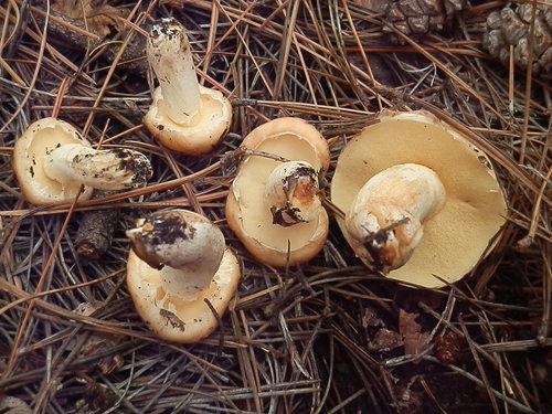 Suillus occidentalis