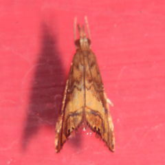 Glaucocharis chrysochyta