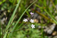 Gypsophila pacifica