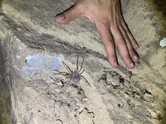 Araneus cavaticus