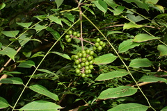 Phellodendron amurense