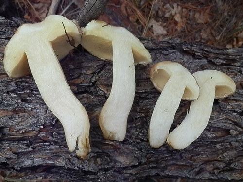 Suillus occidentalis