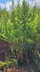 Dryopteris athamantica