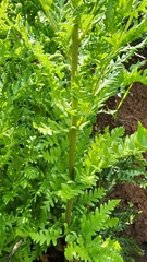 Dryopteris athamantica