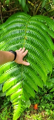 Cyathea horrida