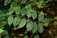 Phellodendron amurense