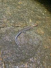 Plethodon ventralis