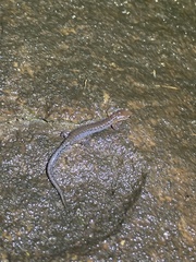 Plethodon ventralis