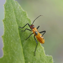 Zelus longipes