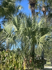 Coryphoideae