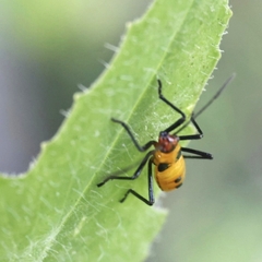 Zelus longipes