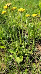 Helichrysum subluteum