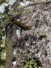 Plethodon petraeus
