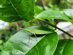 Atractomorpha sinensis