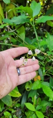 Justicia martinsoniana