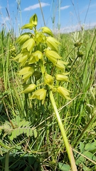 Orthochilus foliosus