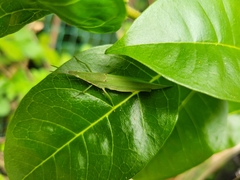 Atractomorpha sinensis