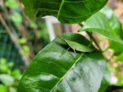 Atractomorpha sinensis